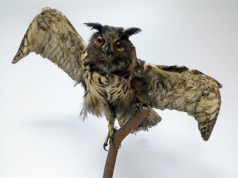 buho base madera 73x24-93x15.5-55 (50eu.) 1u